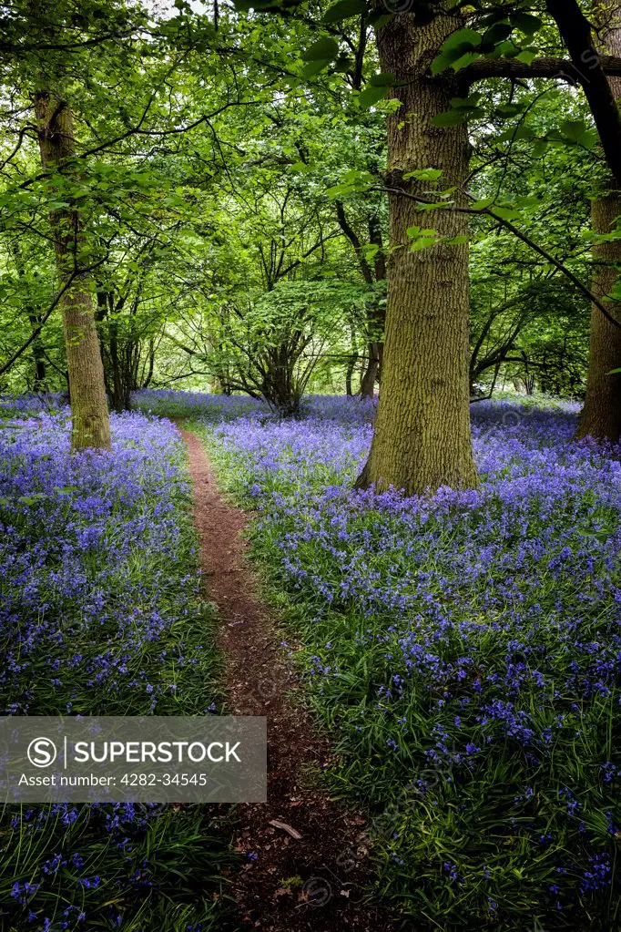 England, Essex, Basildon. A track running through bluebells in woodland.
