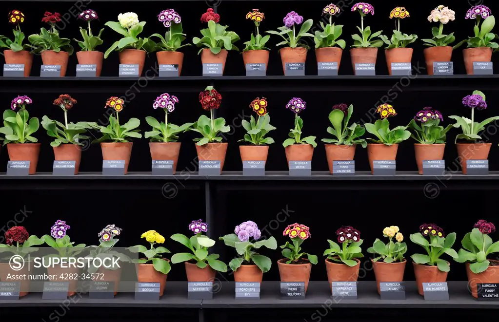 England, London, Chelsea Flower Show. Auricula on display at the Chelsea Flower Show.