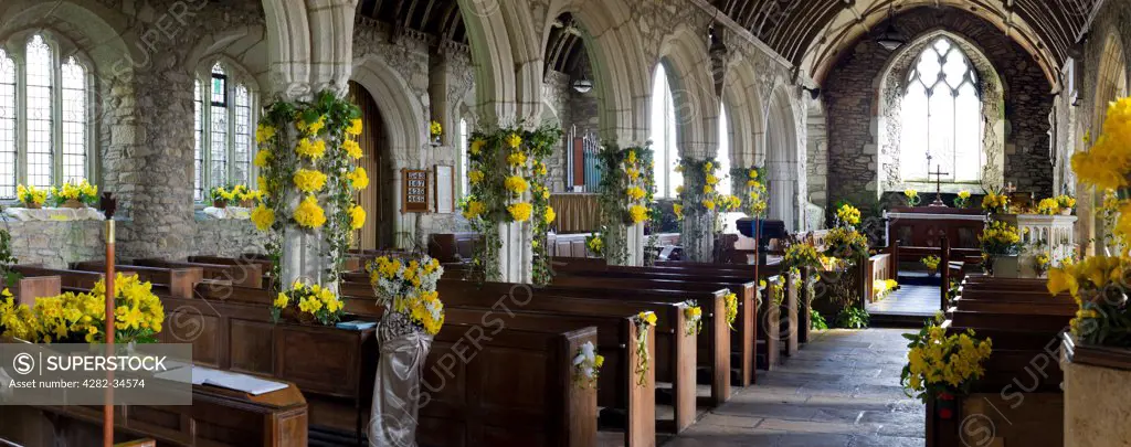 England, Cornwall, St Mawgan in Meneage. The Daffodil Festival in St Mawgan in Meneage Church in Cornwall.