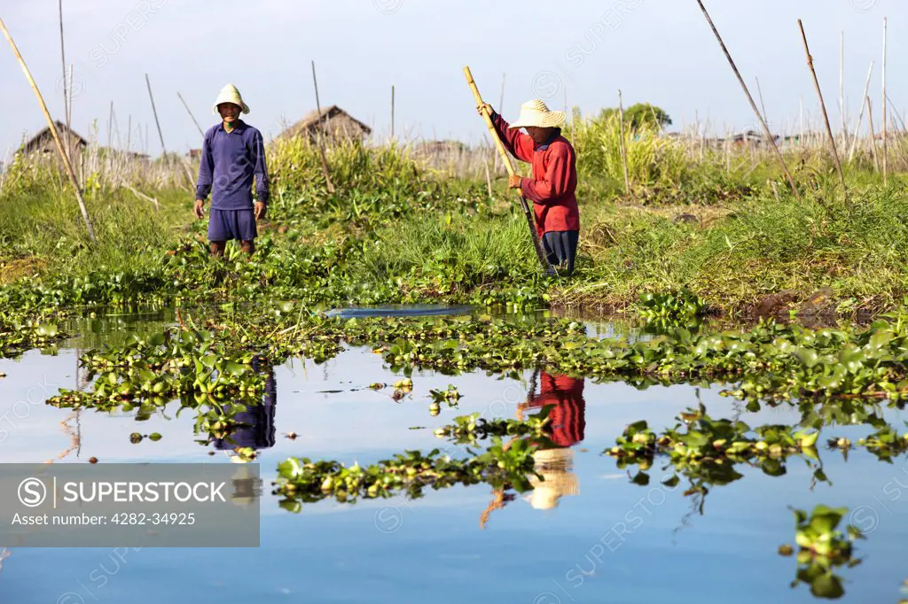 Myanmar, Shan, Lake Inle. Workers on the floating vegetable gardens of Lake Inle in Myanmar.