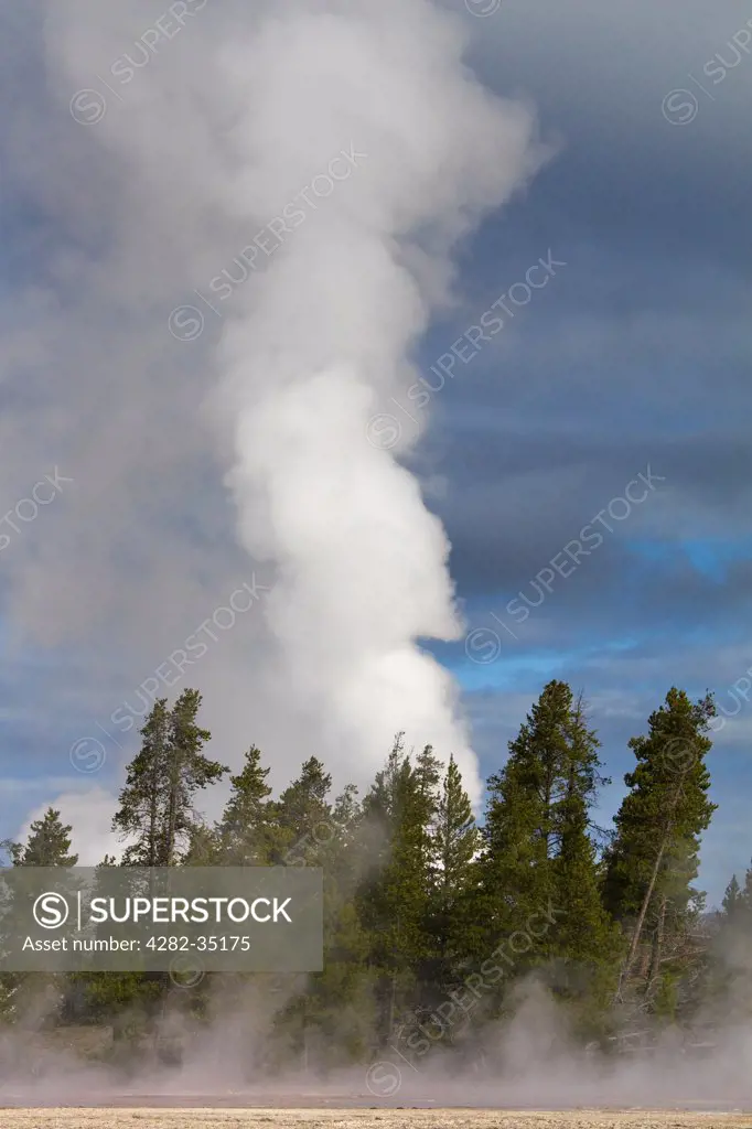 USA, Wyoming, Yellowstone National Park. Steam billows from behind trees at Yellowstone National Park.