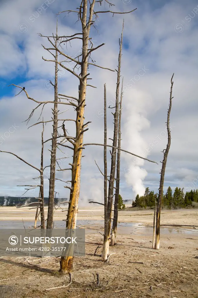 USA, Wyoming, Yellowstone National Park. A blasted landscape in Yellowstone National Park.
