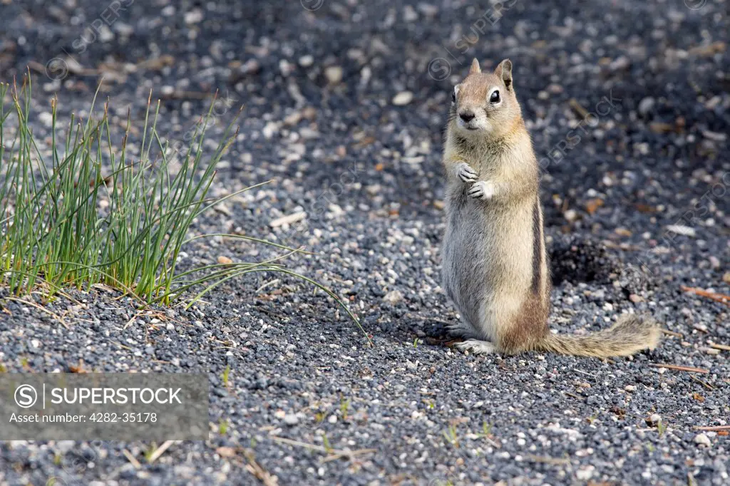 USA, Utah, Arches National Park. A timid gopher in Yellowstone National Park.