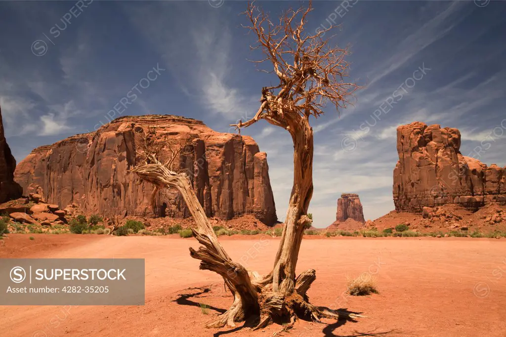 USA, Utah, Monument Valley. A blasted tree in the North Window of Monument Valley.