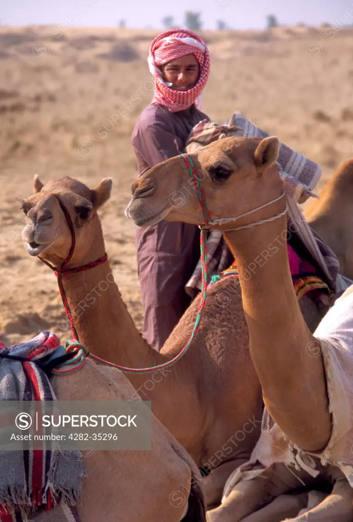 United Arab Emirates, Dubai, Al Marmoum Camel Racetrack. A boy tends to the camels at Al Marmoum Racetrack.