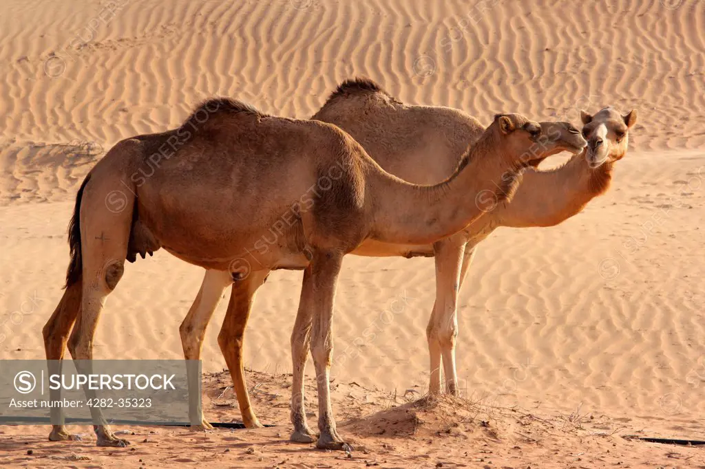 United Arab Emirates, Dubai, Dubai Desert. Camels in the Dubai desert.