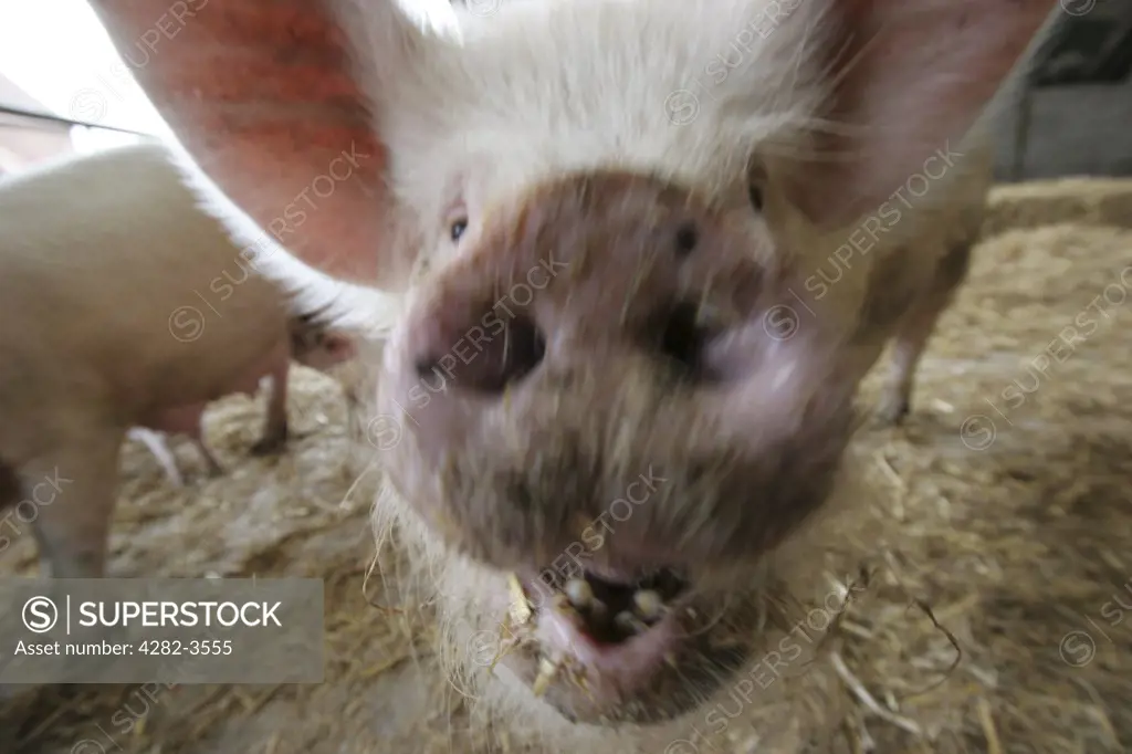 England, Shropshire, Shrewsbury. Close  up of pig's snout. The animal seems interested in the camera.