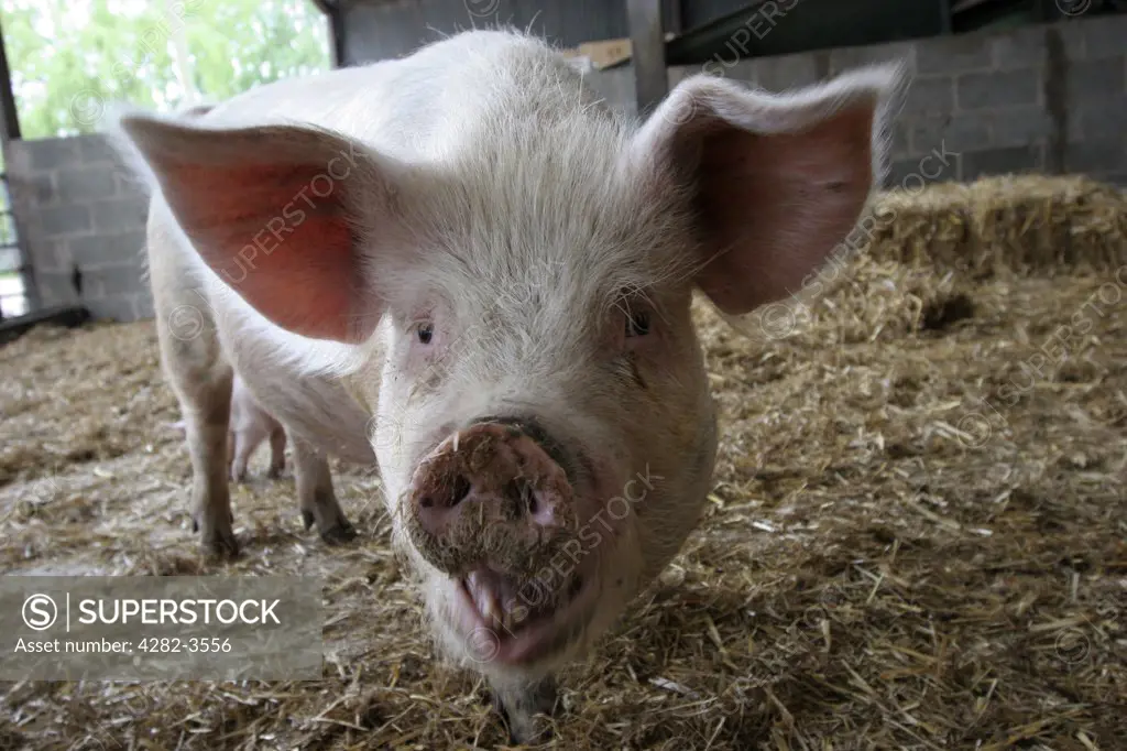 England, Shropshire, Shrewsbury. Close  up of pig's face. The animal seems interested in the camera.