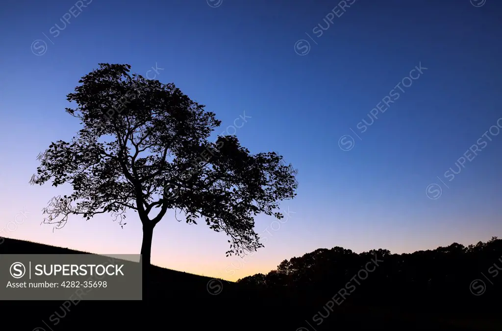 USA, Delaware, Winterthur. The silhouette of a tree at sunset in Winterthur.