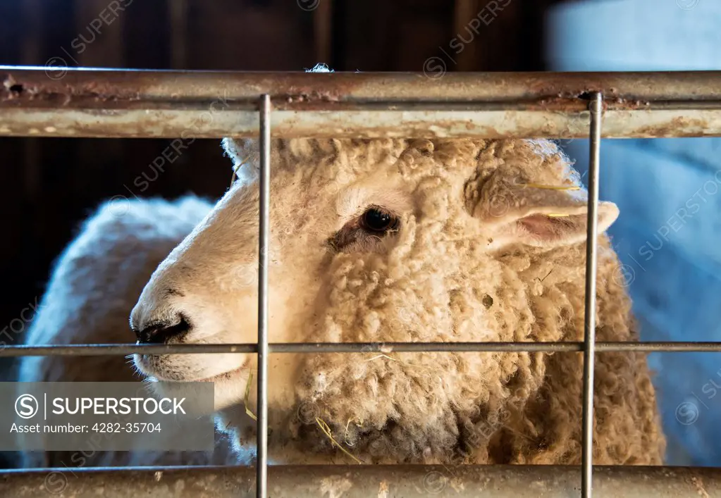 USA, Massachusetts, Marthas Vineyard. A sheep in a barn in Marthas Vineyard.