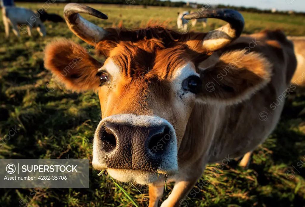 USA, Massachusetts, Marthas Vineyard. A bull in a pasture in Marthas Vineyard.