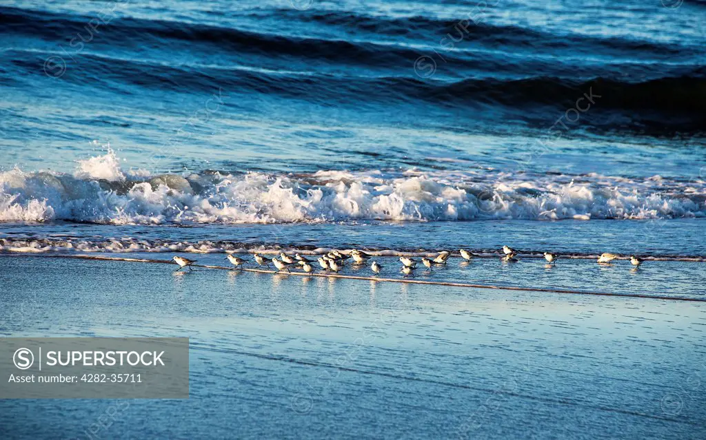 USA, Massachusetts, Marthas Vineyard. Sandpipers searching for a meal on the shore.
