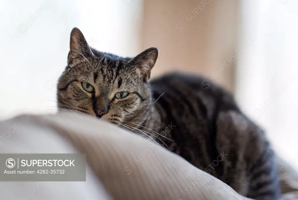 USA, New Jersey, Moorestown. A tabby cat on a sofa.