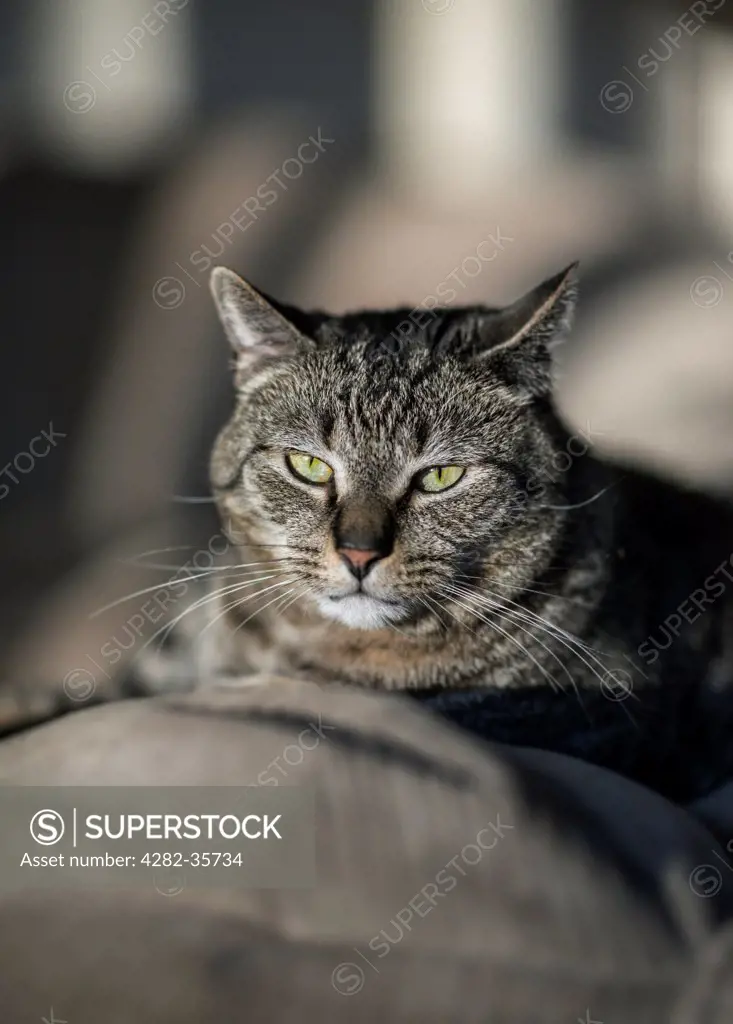 USA, New Jersey, Moorestown. A tabby cat on a sofa.