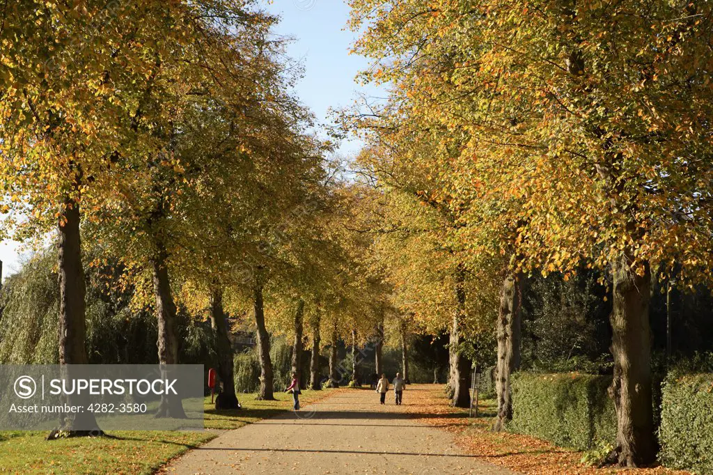 England, Shropshire, Shrewsbury. A tree lined walk along the River Severn in the Quarry Park.