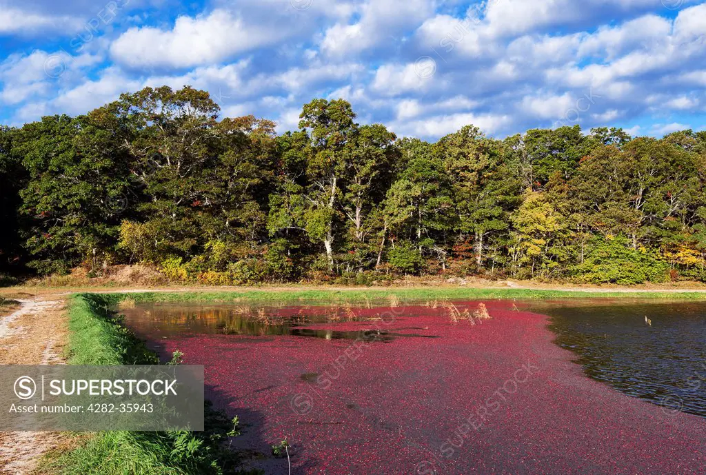 USA, Massachusetts, Cape Cod. A flooded cranberry bog ready for harvest.