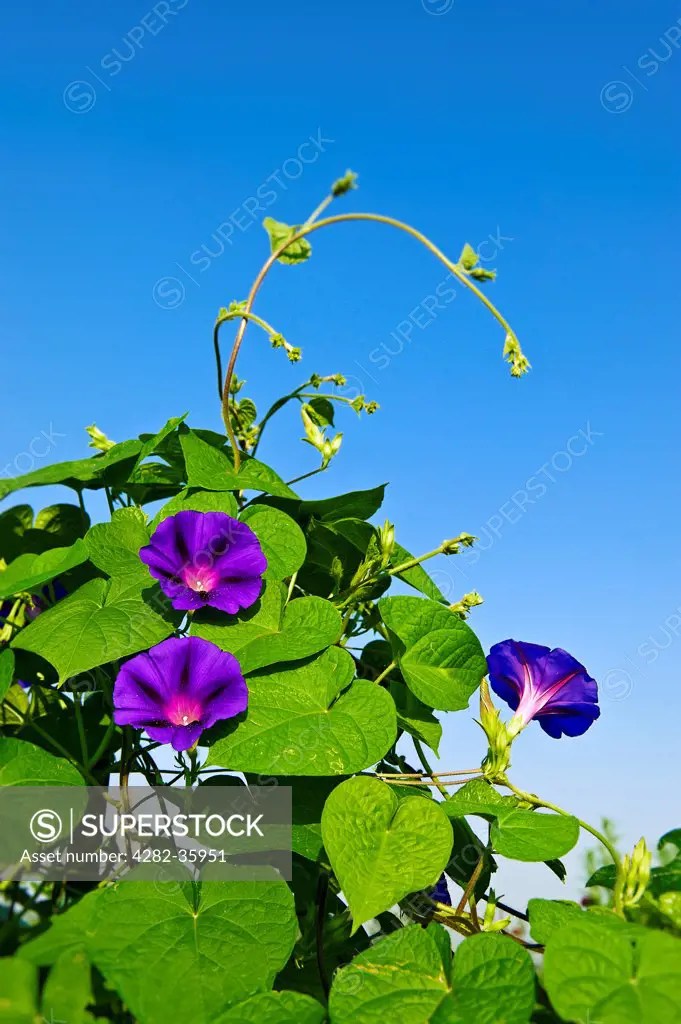 USA, New Jersey, Moorestown. Morning Glory in flower.