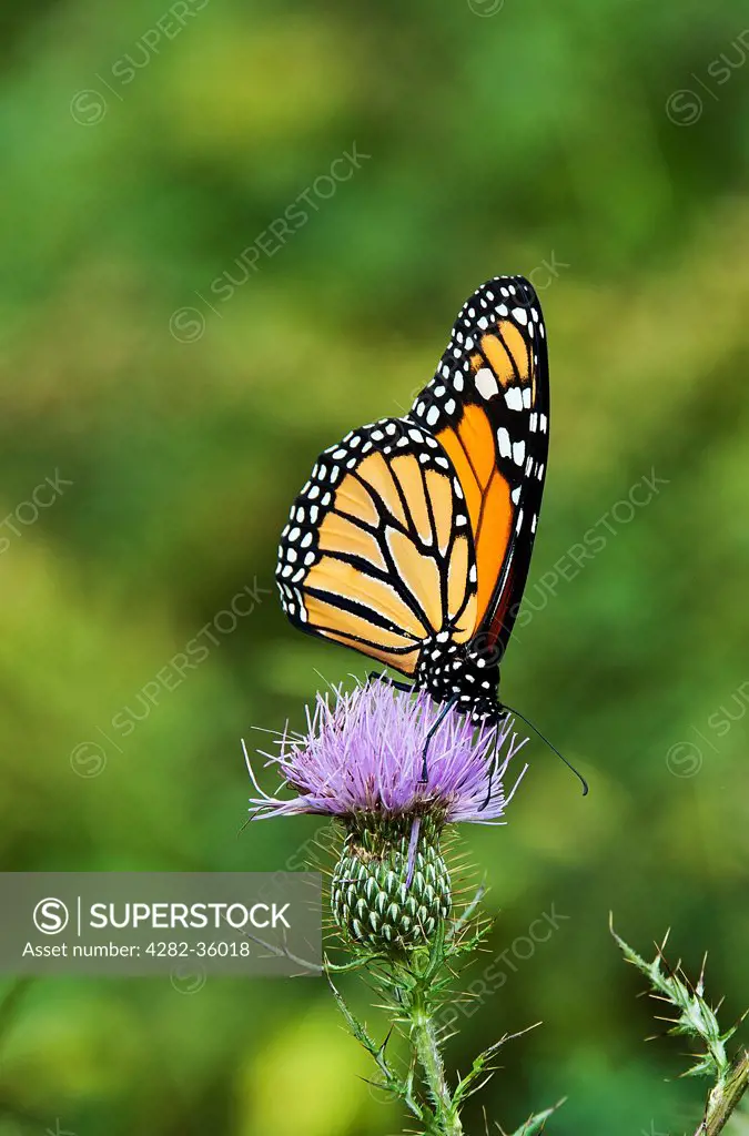 USA, Delaware, Hockessin. A butterfly on wild thistle in meadow.