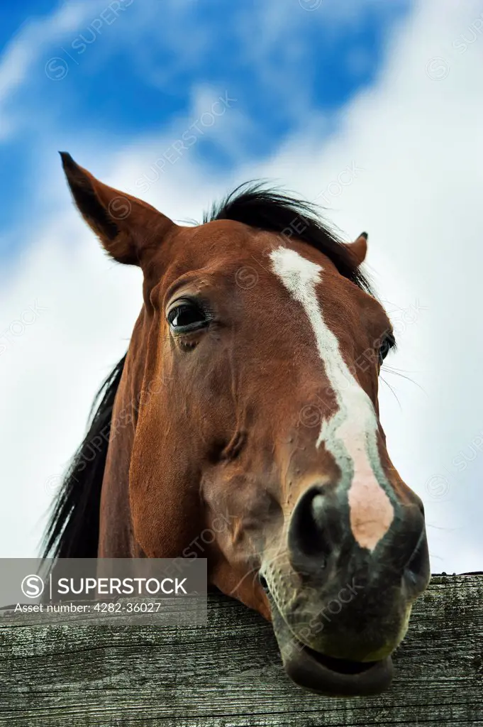 USA, Pennsylvania, Chadds Ford. Horse portrait.