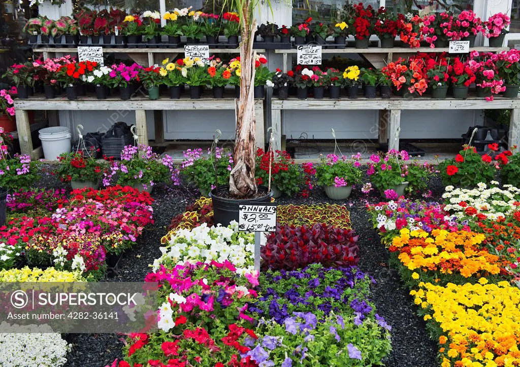 USA, Delaware, Rehoboth. A selection of annual flowers at a garden centre.
