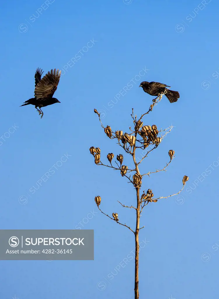 USA, Delaware, Milton. Two blackbirds on a dried plant.