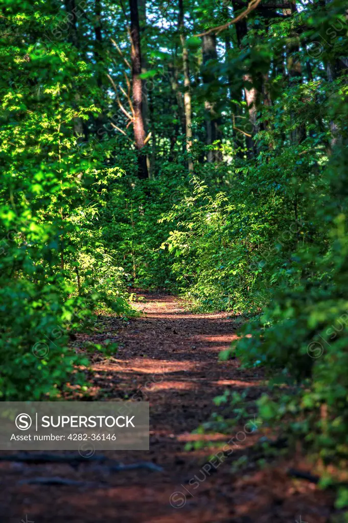 USA, Delaware, Milton. A hiking path through Prime Hook State Wildlife Management Area in Delaware.