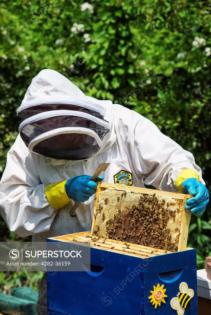USA, Pennsylvania, Paoli. A beekeeper removing frames from the bee hive.