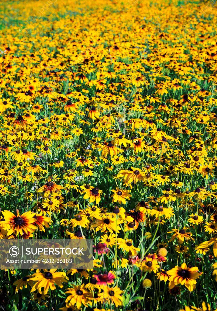 USA, New Jersey, Whitesbog. A field of black eyed Susan wildflowers.
