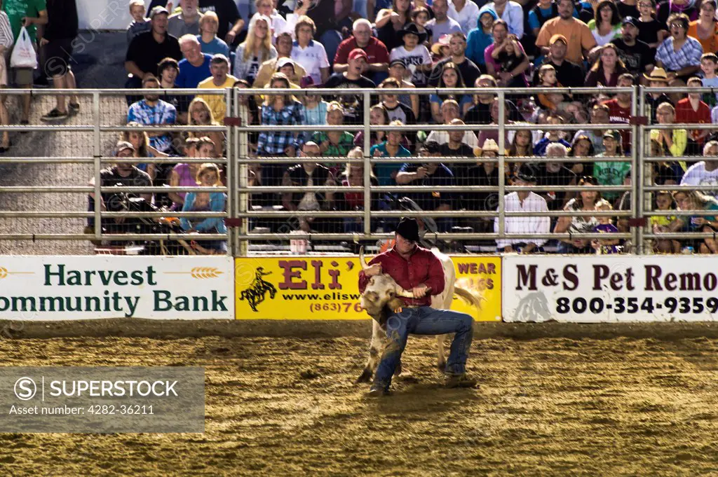 USA, New Jersey, Cowtown. Steer wrestling event at the rodeo in Cowtown.
