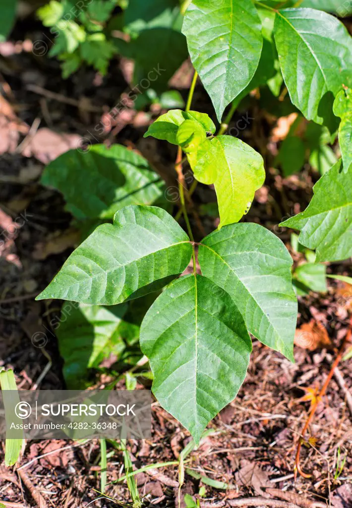 USA, New Jersey, Moorestown. The leaves of a poison ivy plant.