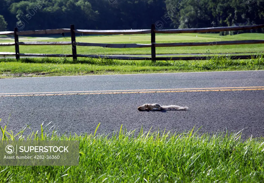 USA, New Jersey, Westampton. Road kill squirrel in a road.