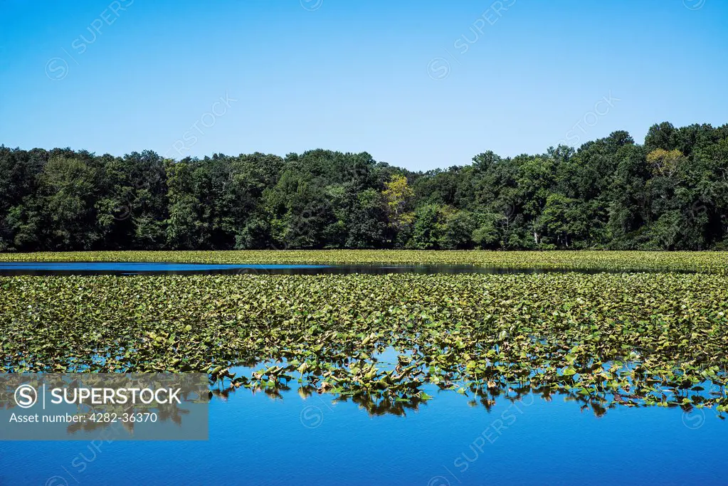 USA, New Jersey, Smithville. Smithville Lake in Burlington County.