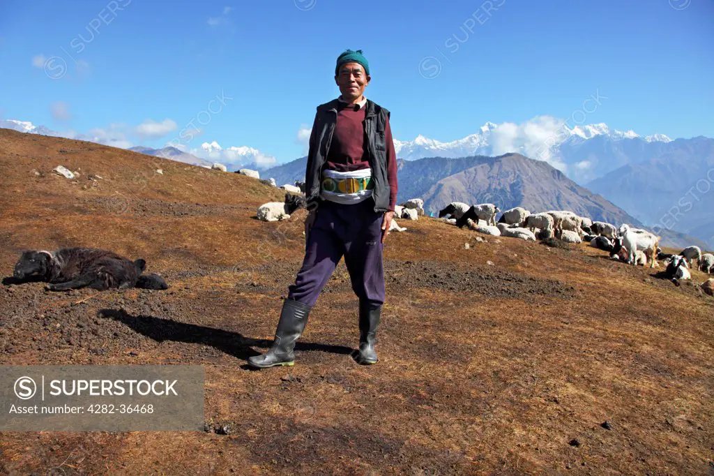 Nepal, Gorkha , Barpak. A Nepalese shepherd and his flock.