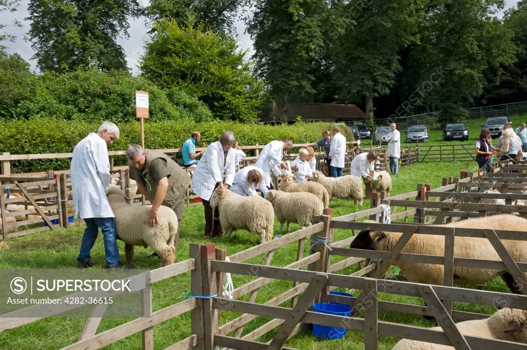 England, North Yorkshire, Thornton le Dale. Sheep judging at Thornton le Dale show.