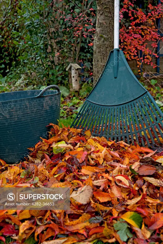 England, North Yorkshire, York. Collecting fallen leaves for composting in autumn.