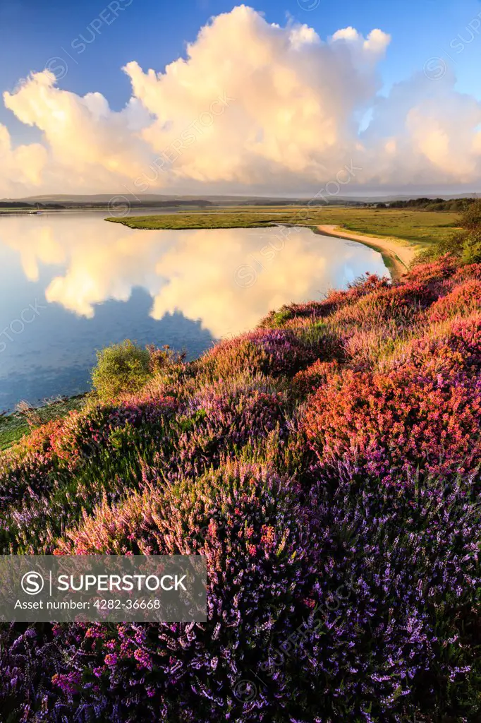 England, Dorset, Arne. Heather at the RSPB nature reserve at Arne near Wareham.