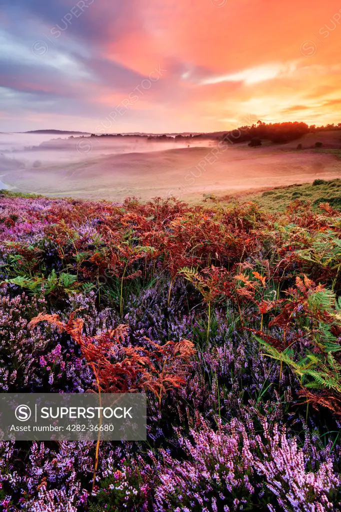 England, Hampshire, Rockford Common. Heather and bracken at sunrise on Rockford Common in the New Forest.
