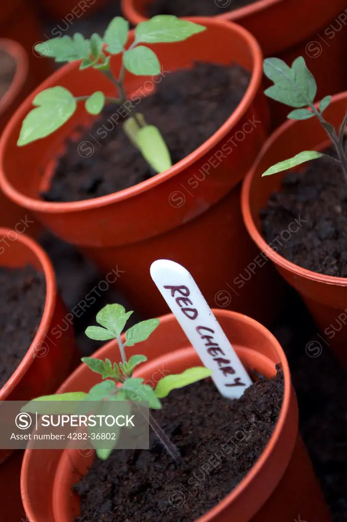 England, South Yorkshire, Rotherham. Tomato seedlings.
