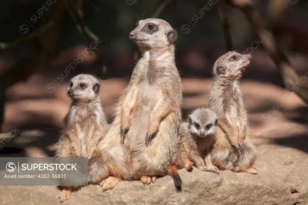 England, Avon, Bristol. A young family of meerkats at Bristol Zoo.