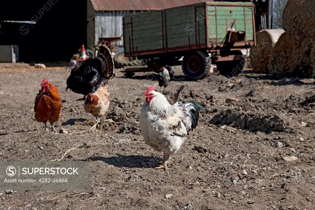 England, North Yorkshire, York. Chickens in a farmyard.