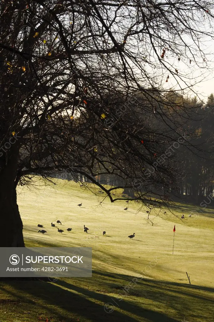 England, West Midlands, Birmingham. Geese on Edgbaston Golf Course.