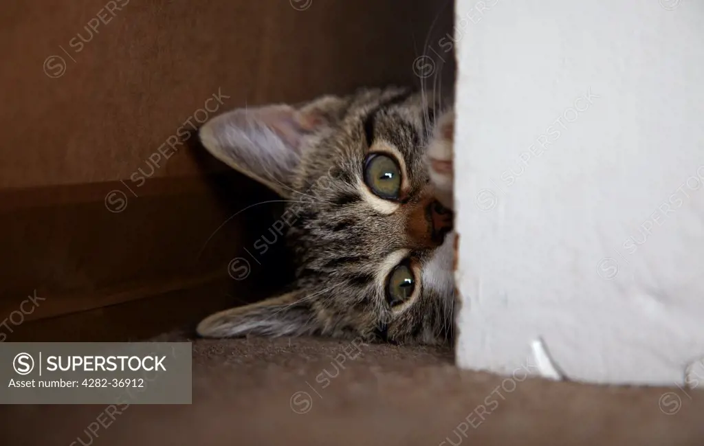 England, West Yorkshire, Leeds. A kitten hiding behind a door.