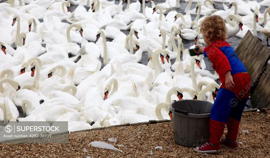 England, Dorset, Abbotsbury. Boy in a Spiderman outfit feeding a flock of swans.