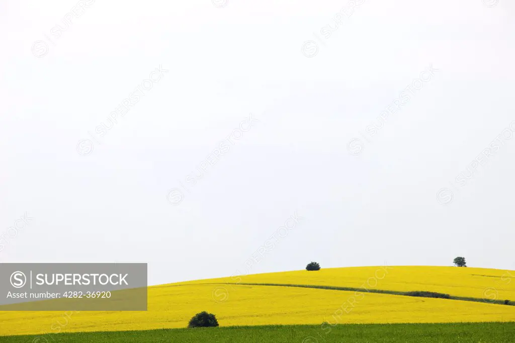 Bulgaria, Dobrich Province, Dobrich. A field of rapeseed in north Bulgaria.