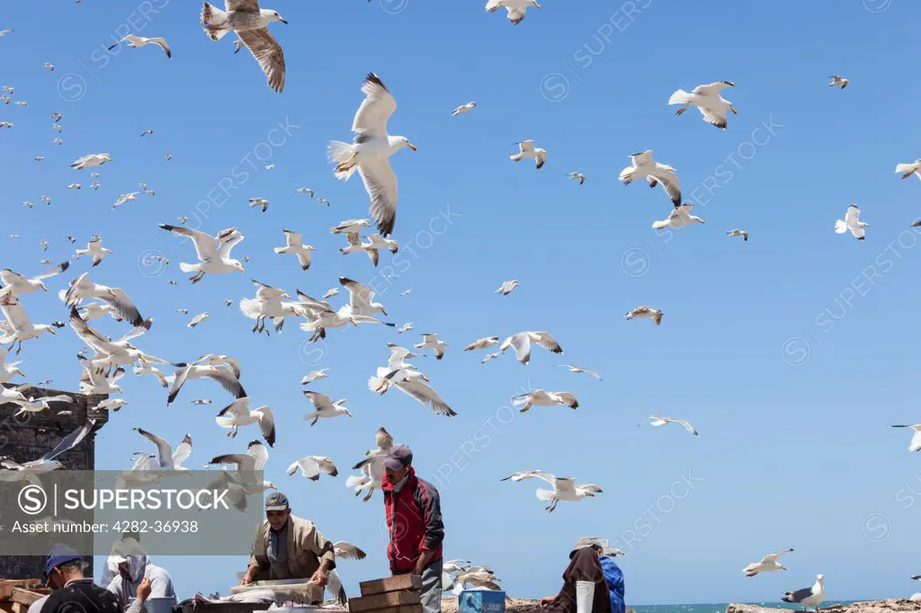 Morocco, Marrakech Tensift El Haouz, Essaouira. Fishermen selling their catch at Essaouira fish market with seagulls circling above them.
