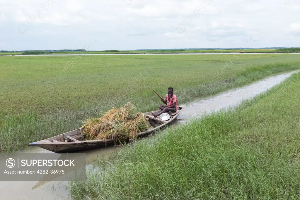 Bangladesh, Barisal, Barisal. A Bengali man navigating his boat loaded with hay through a small channel in rural Bangladesh.