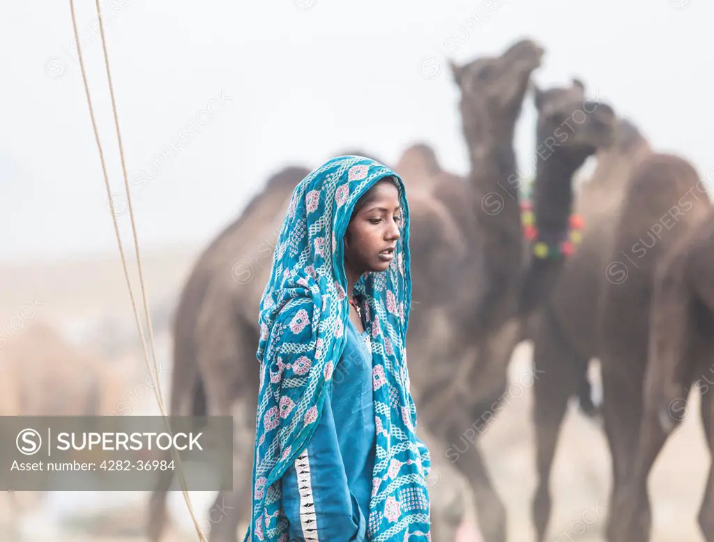 India, Rajasthan, Pushkar. Indian girl with a camel during the Pushkar Camel Fair.