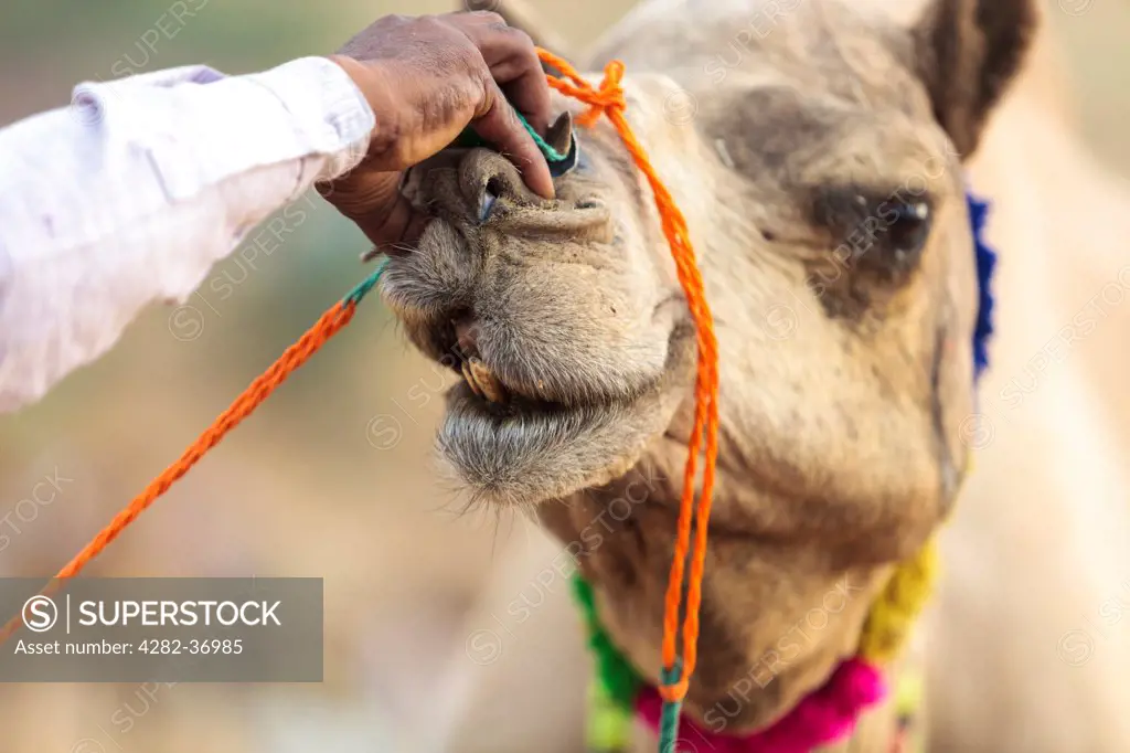 India, Rajasthan, Pushkar. Indian man checking the qualities of a camel during the Pushkar Camel Fair.