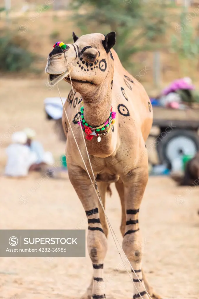 India, Rajasthan, Pushkar. Decorated camel at the Pushkar Camel Fair.