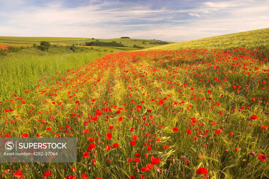 England, West Sussex, Arundel. Common poppies in a field of barley on the South Downs.